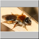 Andrena haemorrhoa - Sandbiene w11b 11mm - Sandgrube Niedringhaussee.jpg